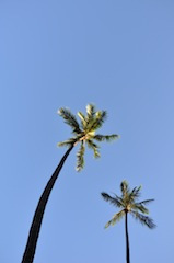 パーソナルトレーナー　藤原豊樹のブログ-ハワイナイト１３